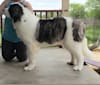 Orion, a Pyrenean Mastiff tested with EmbarkVet.com