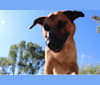 Duke, a German Shepherd Dog and Australian Cattle Dog mix tested with EmbarkVet.com
