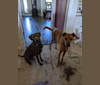Mo Mo, an American Pit Bull Terrier and Doberman Pinscher mix tested with EmbarkVet.com