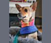 Kit, a Rat Terrier and Pomeranian mix tested with EmbarkVet.com