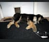 Cubby, a German Shepherd Dog and Labrador Retriever mix tested with EmbarkVet.com