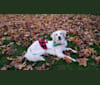 Juniper, a Golden Retriever tested with EmbarkVet.com