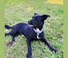 Skye, a Shetland Sheepdog and Labrador Retriever mix tested with EmbarkVet.com