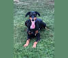 GOLDA, a Doberman Pinscher and German Shepherd Dog mix tested with EmbarkVet.com