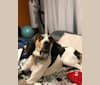 Katara, a Treeing Walker Coonhound and American English Coonhound mix tested with EmbarkVet.com