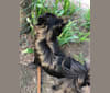 Leila, a Pomchi tested with EmbarkVet.com