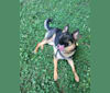 Daisy, a German Shepherd Dog tested with EmbarkVet.com