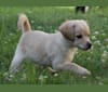 Louis, a Beagle and Miniature Pinscher mix tested with EmbarkVet.com