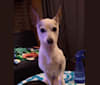 Scrappy, a Toy Fox Terrier and Rat Terrier mix tested with EmbarkVet.com