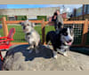Photo of Napoleon, a Chihuahua, Pekingese, Poodle (Small), and Maltese mix in Los Angeles, California, USA