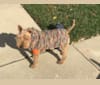 Teddy Bear, a Welsh Terrier tested with EmbarkVet.com