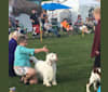 Joey, a Clumber Spaniel tested with EmbarkVet.com