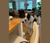 Frankie Ocean, a Great Pyrenees and Maremma Sheepdog mix tested with EmbarkVet.com