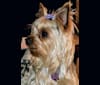 Peanut, a Yorkshire Terrier tested with EmbarkVet.com