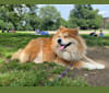 Photo of Samantha, a Chow Chow and Mixed mix in Birmingham, Alabama, USA