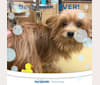 Marty, a Yorkshire Terrier and Pomeranian mix tested with EmbarkVet.com
