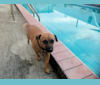 Photo of Pipi, a Russell-type Terrier, Chihuahua, and Border Terrier mix in Hialeah, Florida, USA