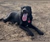 Photo of Luna, a Labrador Retriever, American Pit Bull Terrier, Great Dane, and Australian Shepherd mix in Tracy, CA, USA