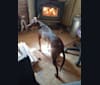 Photo of Danby Mann, an American Pit Bull Terrier, Rat Terrier, Golden Retriever, German Shepherd Dog, and Mixed mix in Springfield, Vermont, USA
