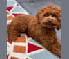 Dolly, a Poodle (Small) tested with EmbarkVet.com