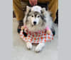 Avy, a Siberian Husky tested with EmbarkVet.com