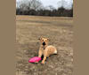 Gia, a German Shepherd Dog and Rat Terrier mix tested with EmbarkVet.com