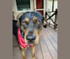 Photo of Cracker, an American Pit Bull Terrier, Labrador Retriever, Rottweiler, and Mixed mix in Live Oak, Florida, USA