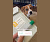Miss Twiggy Nutkin, a Boxer and Labrador Retriever mix tested with EmbarkVet.com