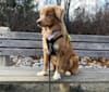 Kodiak, a Nova Scotia Duck Tolling Retriever tested with EmbarkVet.com