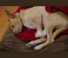 Luna, a Chihuahua and Miniature Pinscher mix tested with EmbarkVet.com