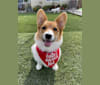 Daisy, a Pembroke Welsh Corgi tested with EmbarkVet.com