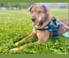 Levi, a German Shepherd Dog and Chow Chow mix tested with EmbarkVet.com