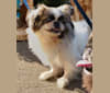 Chin Chilly, a Pekingese and Shih Tzu mix tested with EmbarkVet.com