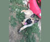 Remie, a German Shepherd Dog and Belgian Malinois mix tested with EmbarkVet.com