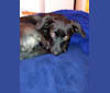 Jack, a Chihuahua and Dachshund mix tested with EmbarkVet.com