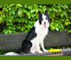Spock, a Border Collie and Australian Cattle Dog mix tested with EmbarkVet.com