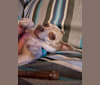 Moggie (Mogwai), a Chihuahua tested with EmbarkVet.com
