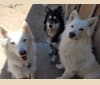 Frosty, a German Shepherd Dog and Siberian Husky mix tested with EmbarkVet.com