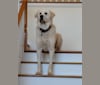 Baldur, a Great Pyrenees and Anatolian Shepherd Dog mix tested with EmbarkVet.com