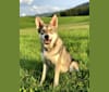 Maya, a Saarloos Wolfdog tested with EmbarkVet.com