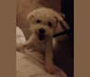 Nimbus, a Poodle (Small) and Bichon Frise mix tested with EmbarkVet.com