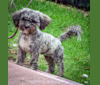 iLLY, a Poodle (Small) and Chihuahua mix tested with EmbarkVet.com