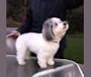 Wesley, a Coton de Tulear tested with EmbarkVet.com