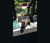 Photo of Laika Dee, a Boston Terrier, Shih Tzu, and Mixed mix in Parkersburg, West Virginia, USA