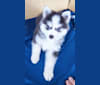 Flint, a Pomsky tested with EmbarkVet.com