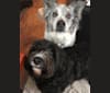 Photo of Benny, an Australian Shepherd, Australian Cattle Dog, Rat Terrier, German Shepherd Dog, Labrador Retriever, and Mixed mix in Montville, Connecticut, USA
