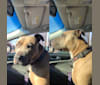 Maverick, an American Pit Bull Terrier and American Staffordshire Terrier mix tested with EmbarkVet.com