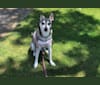 Nala, a Chihuahua and German Shepherd Dog mix tested with EmbarkVet.com