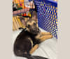 Kaizen, a German Shepherd Dog and Siberian Husky mix tested with EmbarkVet.com
