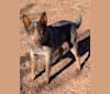 King, an Australian Cattle Dog tested with EmbarkVet.com